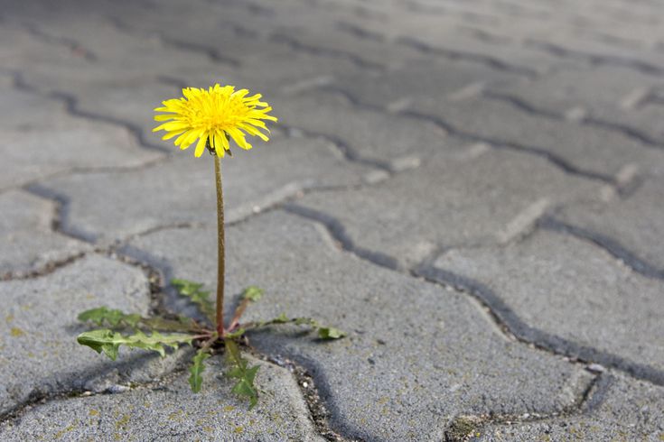 image of yellow flower in sidewalk crack